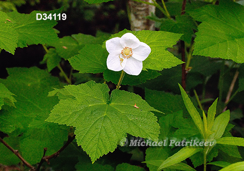 Thimbleberry (Rubus parviflorus)